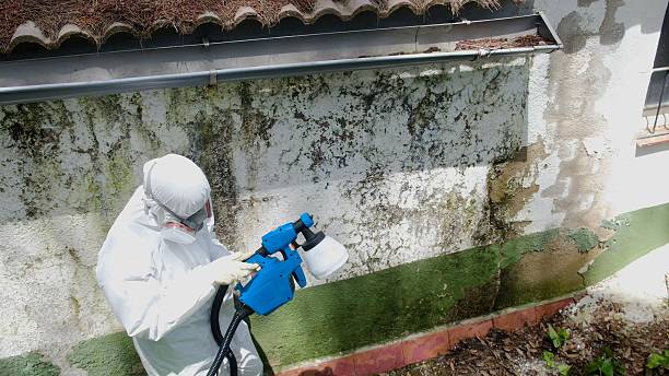 Trusted Black Mold Removal service in Kenilworth, NJ - Cheap Mold Removal